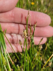Eleocharis montevidensis