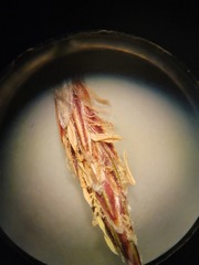 Eleocharis montevidensis