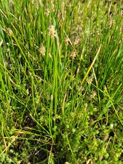 Eleocharis montevidensis