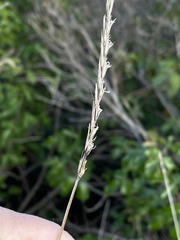 Elymus glaucus glaucus