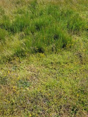 Eleocharis montevidensis