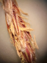 Eleocharis montevidensis