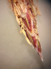 Eleocharis montevidensis