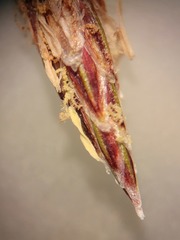 Eleocharis montevidensis