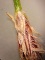 Eleocharis montevidensis