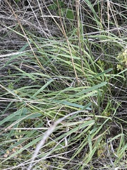 Elymus glaucus glaucus