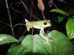 Phyllomedusa camba