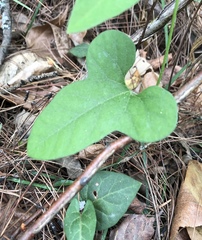 Aristolochia kaempferi