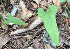 Aristolochia kaempferi
