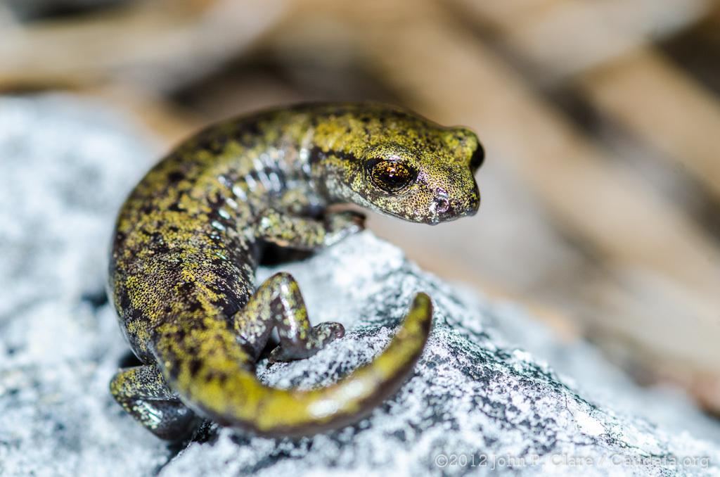 Web-toed Salamanders (Genus Hydromantes) · iNaturalist Canada