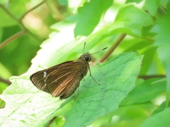 Pelopidas assamensis