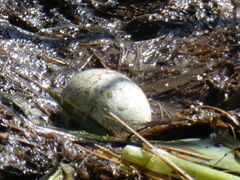 Podilymbus podiceps