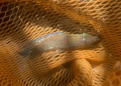 Betta stigmosa