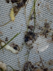 Mystonectes panaminti