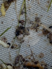 Mystonectes panaminti