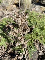 Phacelia lenta