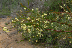 Acacia alata