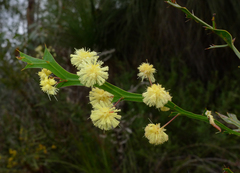 Acacia alata