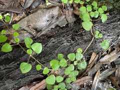 Nertera dichondrifolia