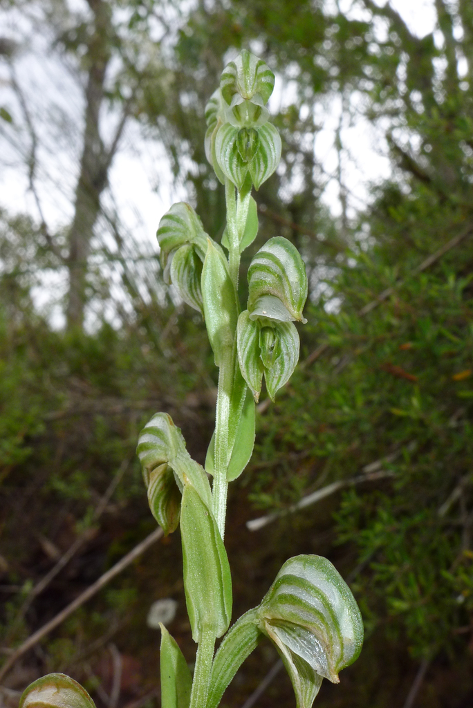 Banded Greenhood