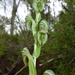 Banded Greenhood - Photo (c) Keir Morse, some rights reserved (CC BY-NC-ND), uploaded by Keir Morse