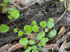 Nertera dichondrifolia