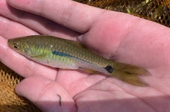 Rasbora notura