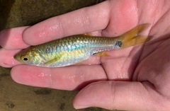 Rasbora notura