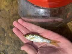 Rasbora notura