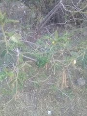 Senna multiglandulosa