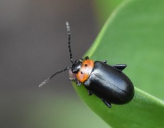 Disonycha triangularis