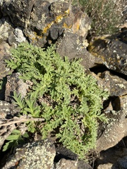 Phacelia lenta