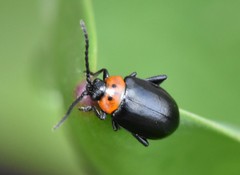 Disonycha triangularis