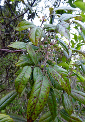 Rubus schmidelioides schmidelioides