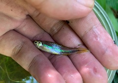 Rasbora einthovenii