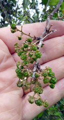 Rubus schmidelioides schmidelioides