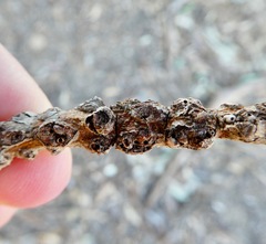 Selitrichodes globulus