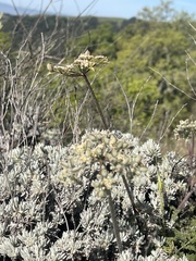 Eriogonum wrightii subscaposum