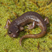 Limestone Salamander - Photo (c) Natalie McNear, some rights reserved (CC BY-NC)
