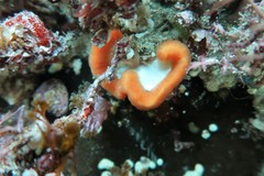 Sycozoa cerebriformis