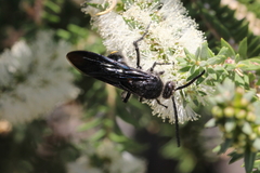 Laeviscolia frontalis