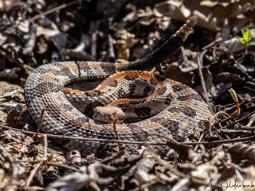Timber Rattlesnake photographed in Nebraska