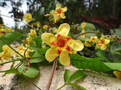 Echiteae