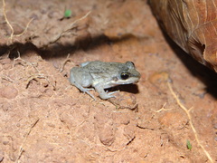 Leptodactylus podicipinus