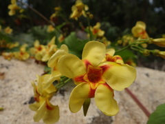 Echiteae