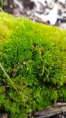 Dicranum flagellare
