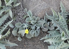 Viola purpurea aurea