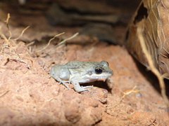 Leptodactylus podicipinus