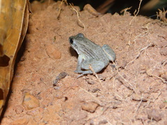 Leptodactylus podicipinus