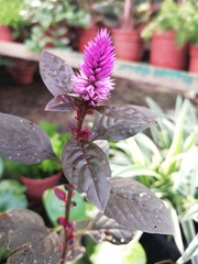 Celosia
